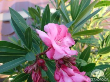 Sony Xperia X foto 15