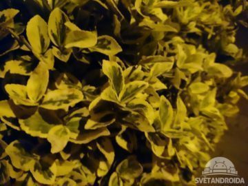 Sony Xperia X foto 19