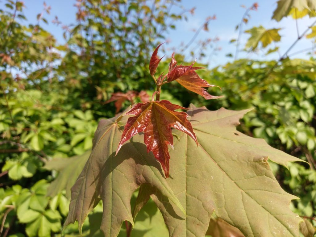 HTC U Ultra fotografie 8