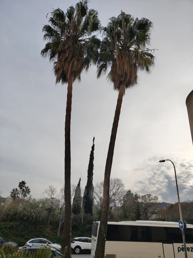 realme 14 pro plus fotografie vyrez plamy